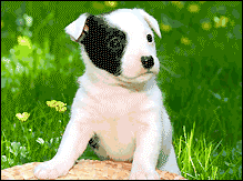 les mayeurchien